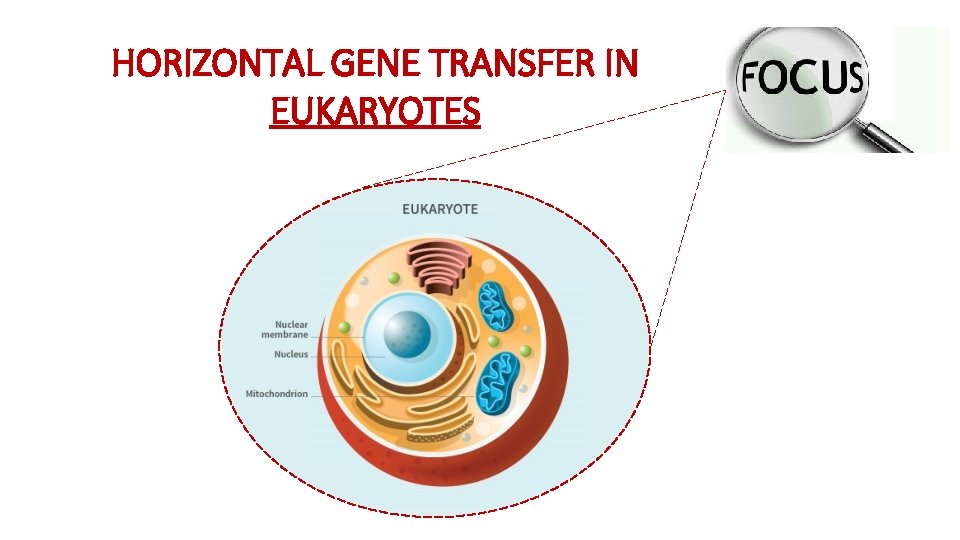 HORIZONTAL GENE TRANSFER IN EUKARYOTES 
