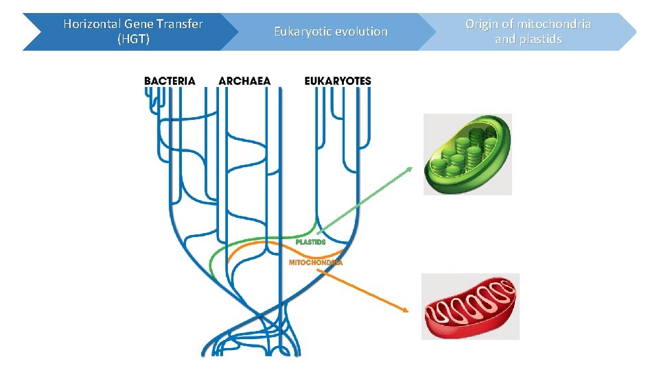 Horizontal Gene Transfer (HGT) Eukaryotic evolution Origin of mitochondria and plastids 