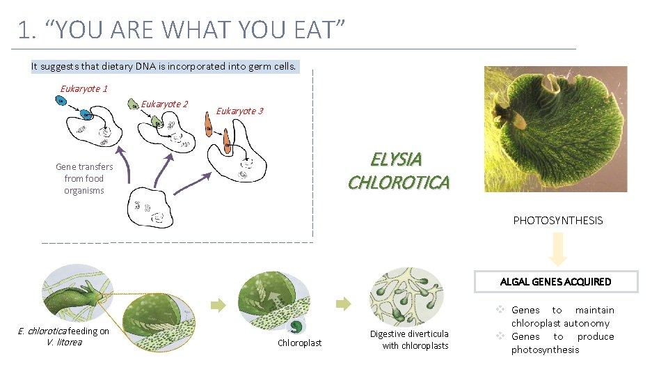 1. “YOU ARE WHAT YOU EAT” It suggests that dietary DNA is incorporated into
