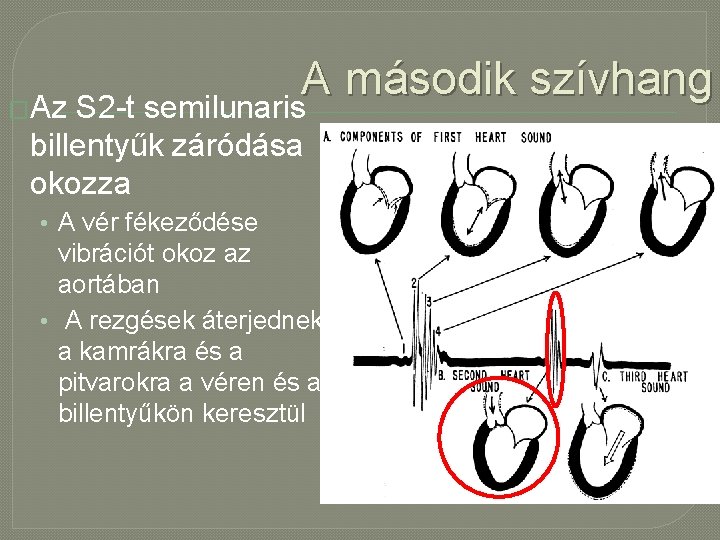 A második szívhang �Az S 2 -t semilunaris billentyűk záródása okozza • A vér