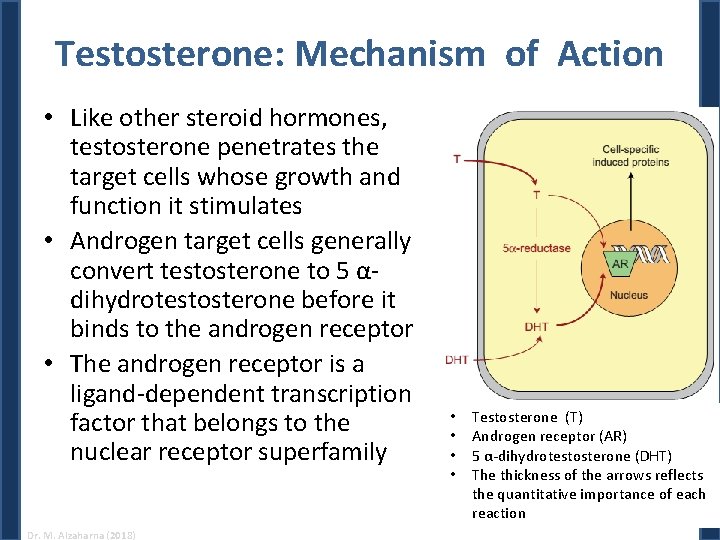 Testosterone: Mechanism of Action • Like other steroid hormones, testosterone penetrates the target cells Testosterone: Mechanism of Action • Like other steroid hormones, testosterone penetrates the target cells