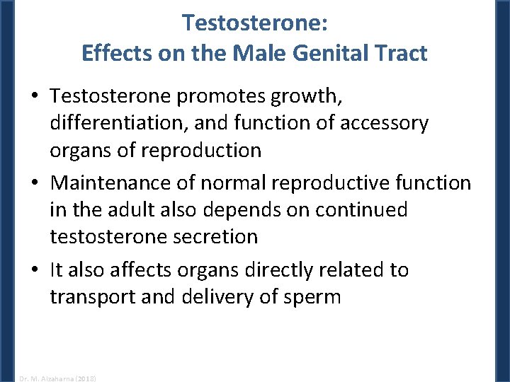 Testosterone: Effects on the Male Genital Tract • Testosterone promotes growth, differentiation, and function Testosterone: Effects on the Male Genital Tract • Testosterone promotes growth, differentiation, and function
