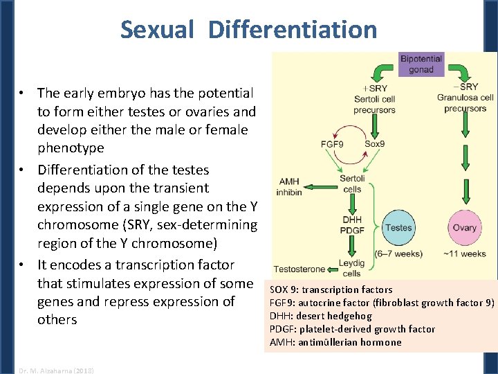 Sexual Differentiation • The early embryo has the potential to form either testes or Sexual Differentiation • The early embryo has the potential to form either testes or