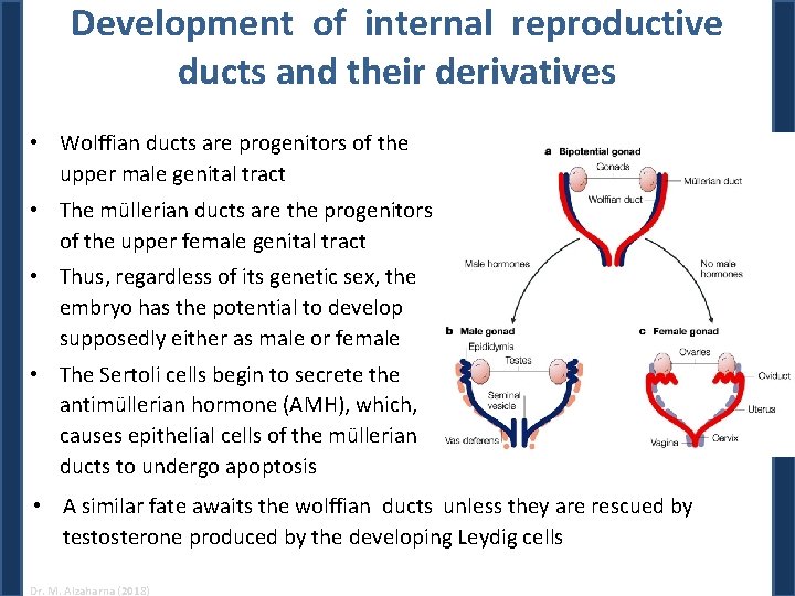 Development of internal reproductive ducts and their derivatives • Wolffian ducts are progenitors of Development of internal reproductive ducts and their derivatives • Wolffian ducts are progenitors of