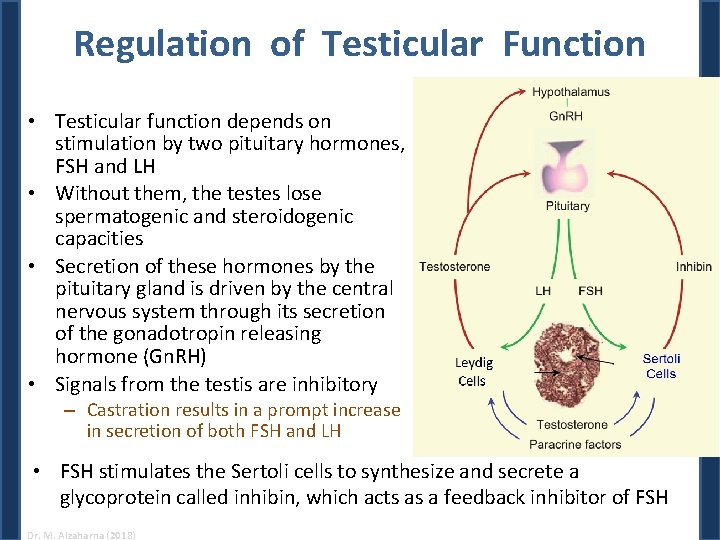 Regulation of Testicular Function • Testicular function depends on stimulation by two pituitary hormones, Regulation of Testicular Function • Testicular function depends on stimulation by two pituitary hormones,