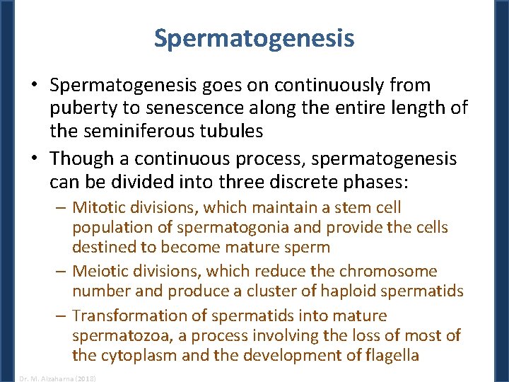 Spermatogenesis • Spermatogenesis goes on continuously from puberty to senescence along the entire length Spermatogenesis • Spermatogenesis goes on continuously from puberty to senescence along the entire length
