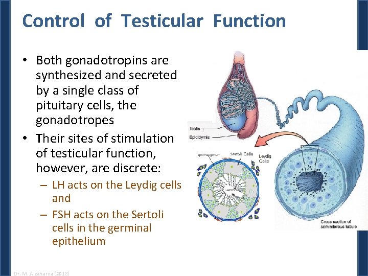 Control of Testicular Function • Both gonadotropins are synthesized and secreted by a single Control of Testicular Function • Both gonadotropins are synthesized and secreted by a single