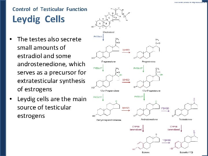 Control of Testicular Function Leydig Cells • The testes also secrete small amounts of Control of Testicular Function Leydig Cells • The testes also secrete small amounts of