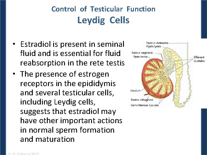 Control of Testicular Function Leydig Cells • Estradiol is present in seminal fluid and Control of Testicular Function Leydig Cells • Estradiol is present in seminal fluid and