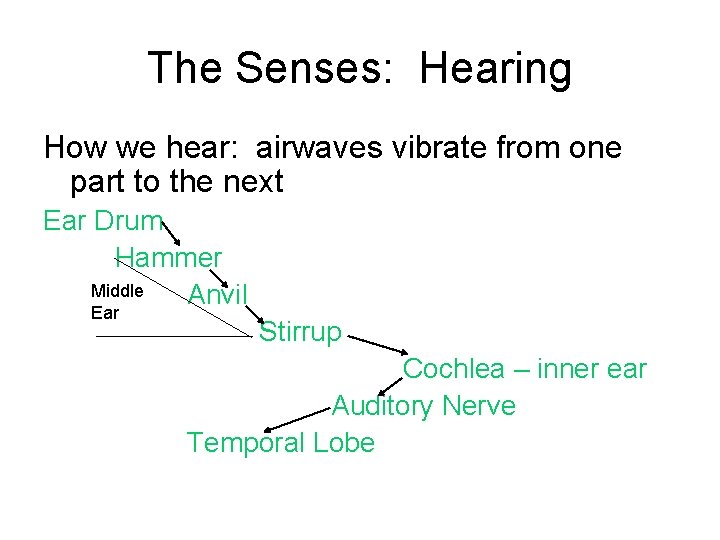 The Senses: Hearing How we hear: airwaves vibrate from one part to the next