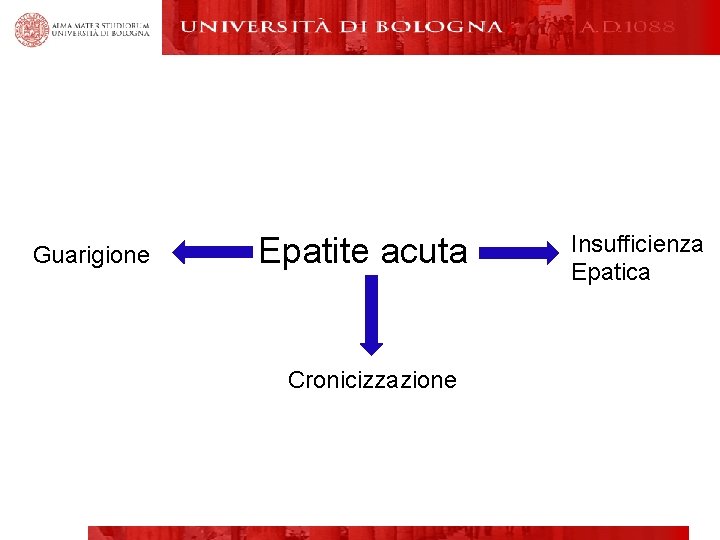 Guarigione Epatite acuta Cronicizzazione Insufficienza Epatica 