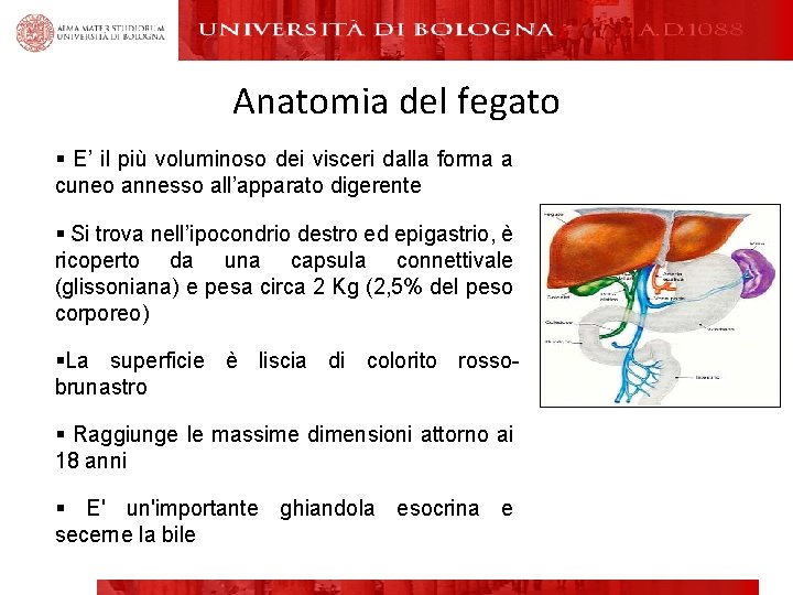 Anatomia del fegato § E’ il più voluminoso dei visceri dalla forma a cuneo