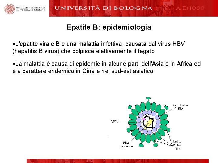 Epatite B: epidemiologia §L'epatite virale B è una malattia infettiva, causata dal virus HBV
