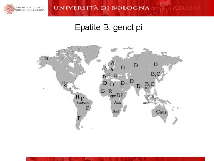 Epatite B: genotipi 