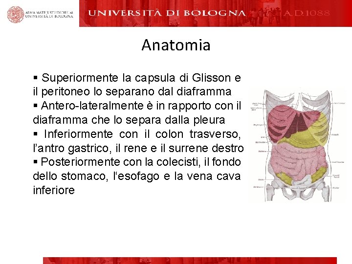 Anatomia § Superiormente la capsula di Glisson e il peritoneo lo separano dal diaframma