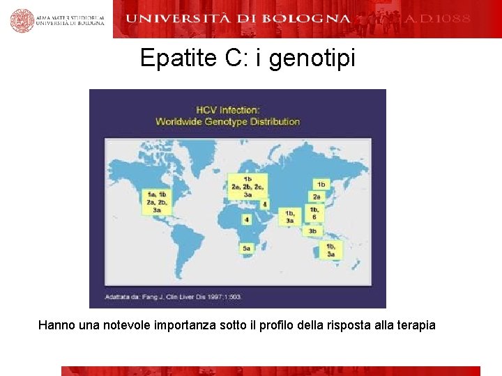 Epatite C: i genotipi Hanno una notevole importanza sotto il profilo della risposta alla