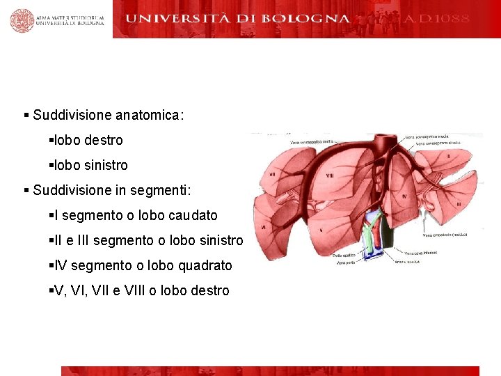 § Suddivisione anatomica: §lobo destro §lobo sinistro § Suddivisione in segmenti: §I segmento o