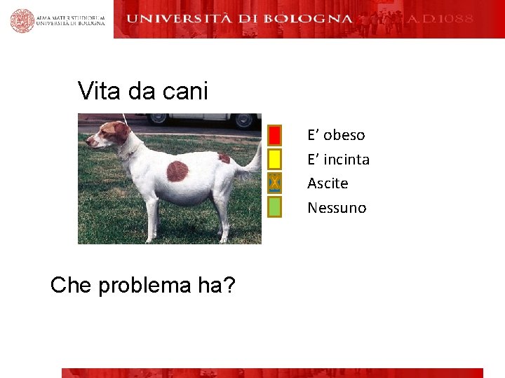 Vita da cani E’ obeso E’ incinta Ascite Nessuno Che problema ha? 