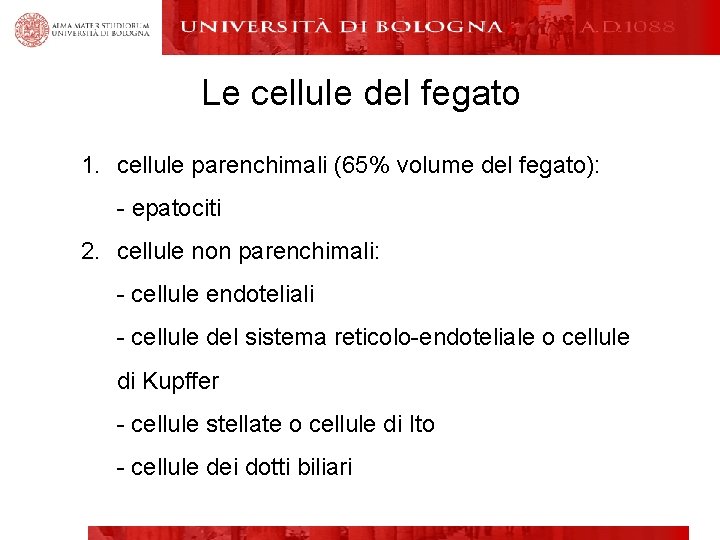 Le cellule del fegato 1. cellule parenchimali (65% volume del fegato): - epatociti 2.