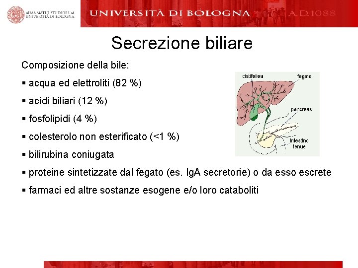 Secrezione biliare Composizione della bile: § acqua ed elettroliti (82 %) § acidi biliari
