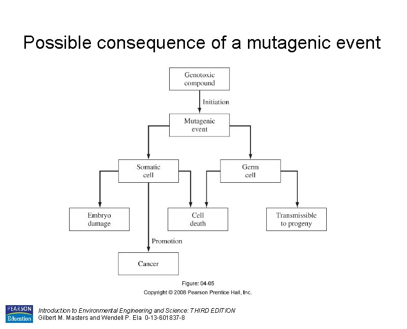 Possible consequence of a mutagenic event Introduction to Environmental Engineering and Science: THIRD EDITION