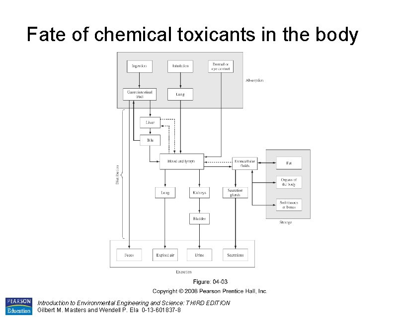 Fate of chemical toxicants in the body Introduction to Environmental Engineering and Science: THIRD