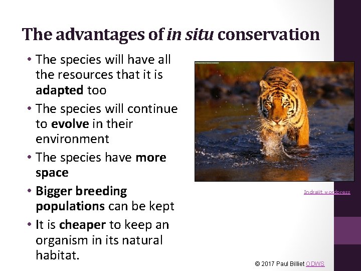 The advantages of in situ conservation • The species will have all the resources