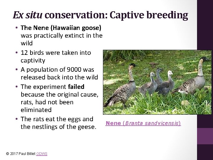 Ex situ conservation: Captive breeding • The Nene (Hawaiian goose) was practically extinct in