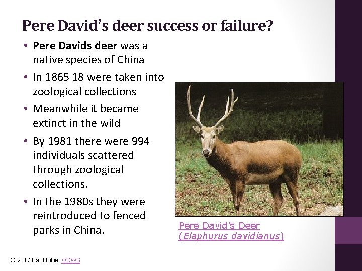 Pere David’s deer success or failure? • Pere Davids deer was a native species