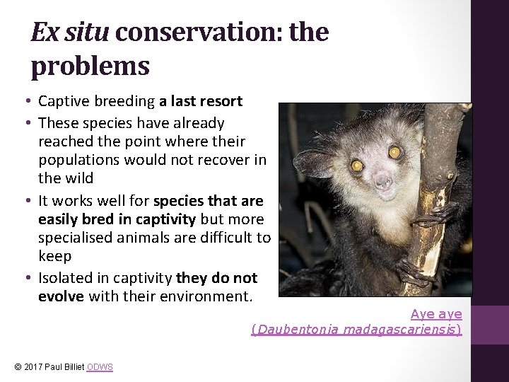 Ex situ conservation: the problems • Captive breeding a last resort • These species