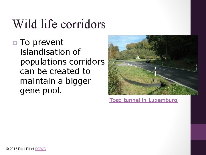 Wild life corridors p To prevent islandisation of populations corridors can be created to