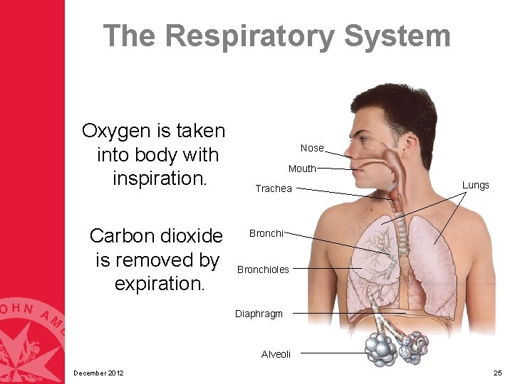 The Respiratory System Oxygen is taken into body with inspiration. Carbon dioxide is removed The Respiratory System Oxygen is taken into body with inspiration. Carbon dioxide is removed