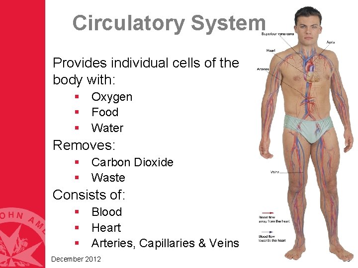 Circulatory System Provides individual cells of the body with: § Oxygen § Food § Circulatory System Provides individual cells of the body with: § Oxygen § Food §