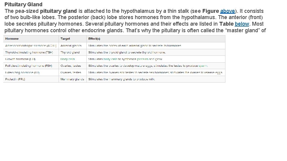 Pituitary Gland The pea-sized pituitary gland is attached to the hypothalamus by a thin