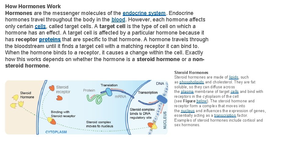 How Hormones Work Hormones are the messenger molecules of the endocrine system. Endocrine hormones