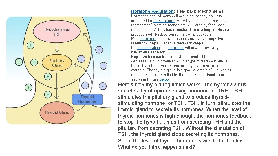 Hormone Regulation: Feedback Mechanisms Hormones control many cell activities, so they are very important