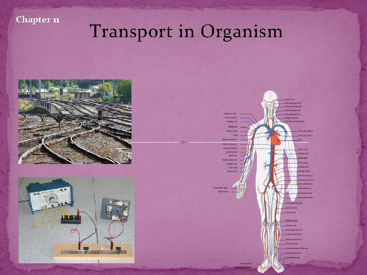 Chapter 11 Transport in Organism Chapter 11 Transport in Organism