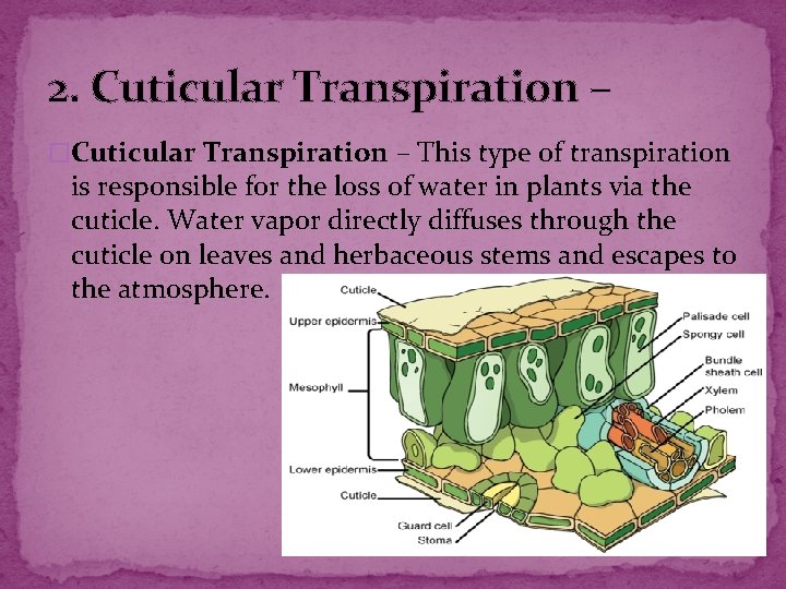 2. Cuticular Transpiration – �Cuticular Transpiration – This type of transpiration is responsible for 2. Cuticular Transpiration – �Cuticular Transpiration – This type of transpiration is responsible for