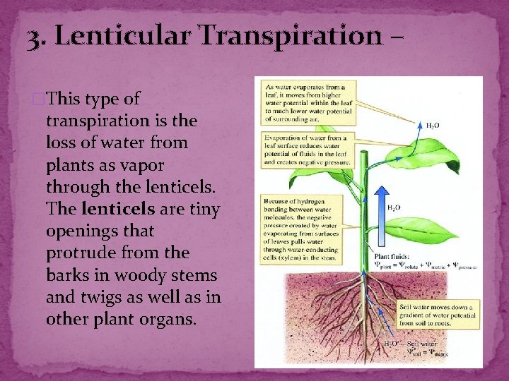 3. Lenticular Transpiration – �This type of transpiration is the loss of water from 3. Lenticular Transpiration – �This type of transpiration is the loss of water from