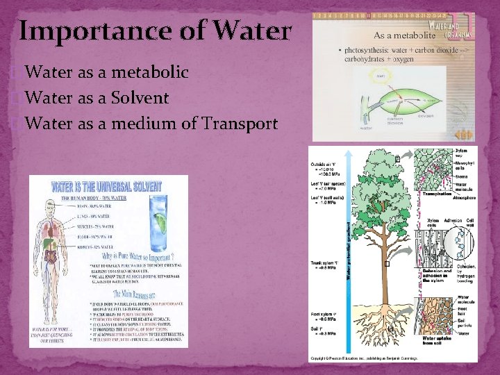Importance of Water �Water as a metabolic �Water as a Solvent �Water as a Importance of Water �Water as a metabolic �Water as a Solvent �Water as a