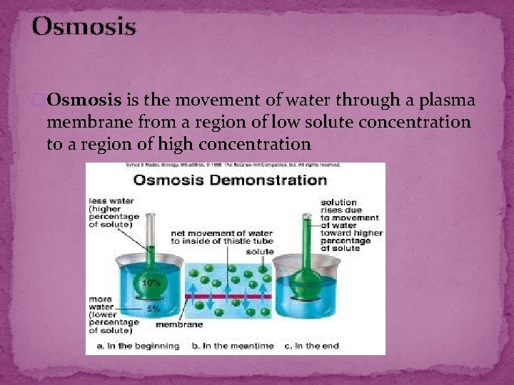 Osmosis �Osmosis is the movement of water through a plasma membrane from a region Osmosis �Osmosis is the movement of water through a plasma membrane from a region
