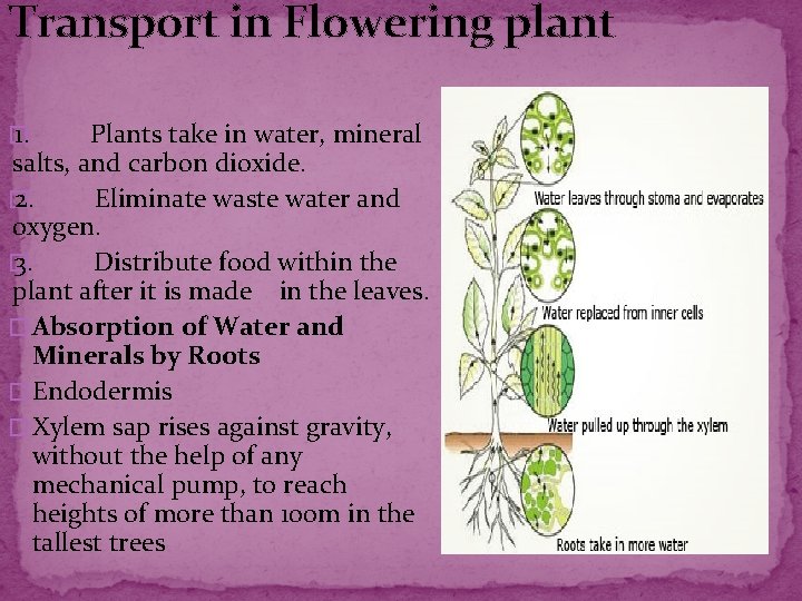 Transport in Flowering plant � 1. Plants take in water, mineral salts, and carbon Transport in Flowering plant � 1. Plants take in water, mineral salts, and carbon