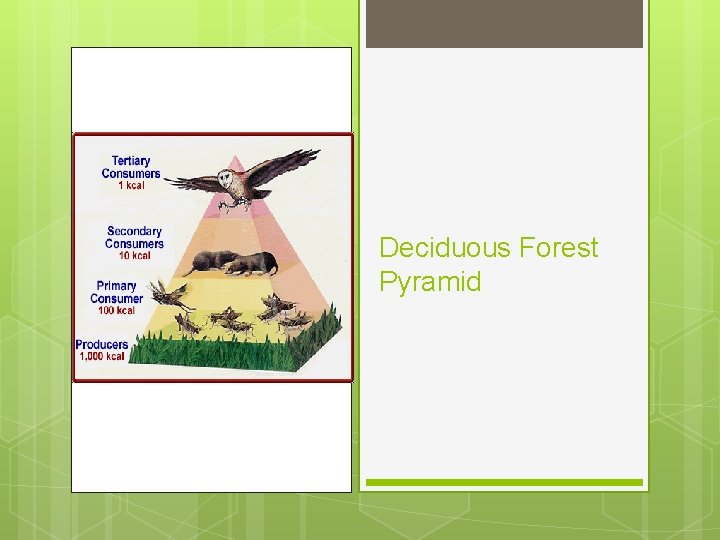 Deciduous Forest Pyramid Deciduous Forest Pyramid