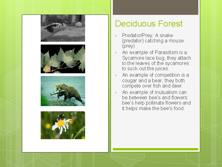 Deciduous Forest • • Predator/Prey: A snake (predator) catching a mouse (prey) An example Deciduous Forest • • Predator/Prey: A snake (predator) catching a mouse (prey) An example