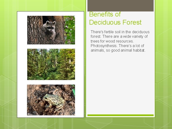 Benefits of Deciduous Forest There's fertile soil in the deciduous forest. There a wide Benefits of Deciduous Forest There's fertile soil in the deciduous forest. There a wide
