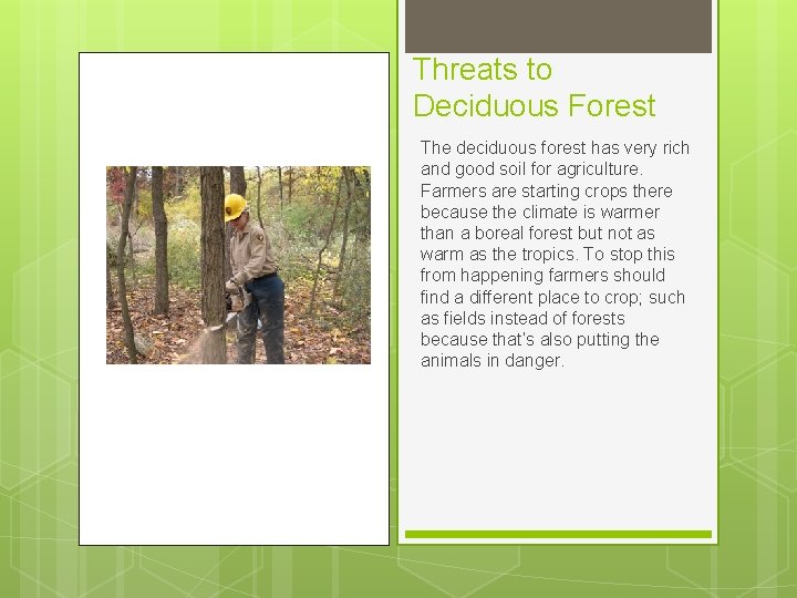 Threats to Deciduous Forest The deciduous forest has very rich and good soil for Threats to Deciduous Forest The deciduous forest has very rich and good soil for