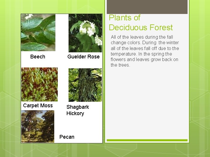 Plants of Deciduous Forest Beech Carpet Moss Guelder Rose Shagbark Hickory Pecan All of Plants of Deciduous Forest Beech Carpet Moss Guelder Rose Shagbark Hickory Pecan All of