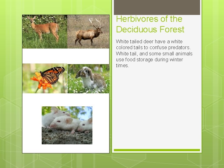 Herbivores of the Deciduous Forest White tailed deer have a white colored tails to Herbivores of the Deciduous Forest White tailed deer have a white colored tails to