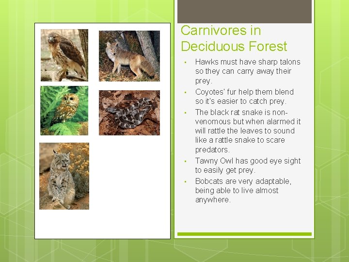 Carnivores in Deciduous Forest • • • Hawks must have sharp talons so they Carnivores in Deciduous Forest • • • Hawks must have sharp talons so they