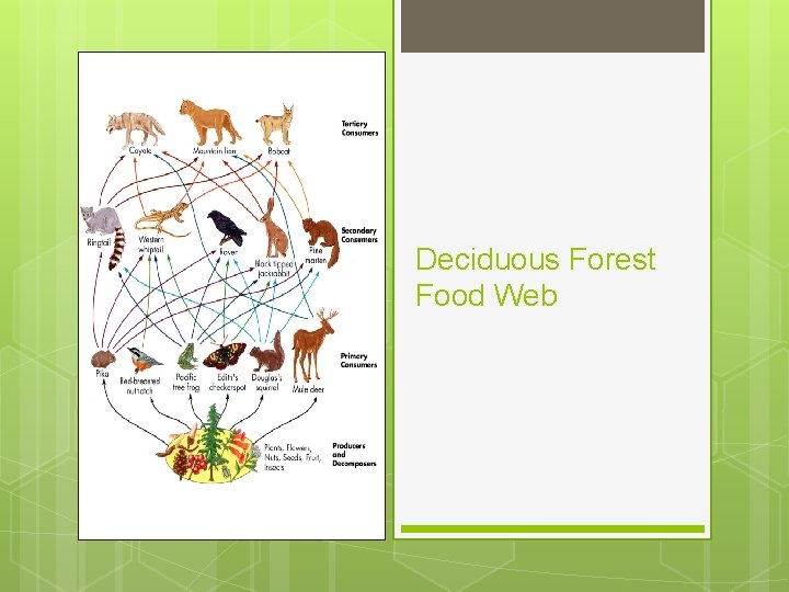 Deciduous Forest Food Web Deciduous Forest Food Web